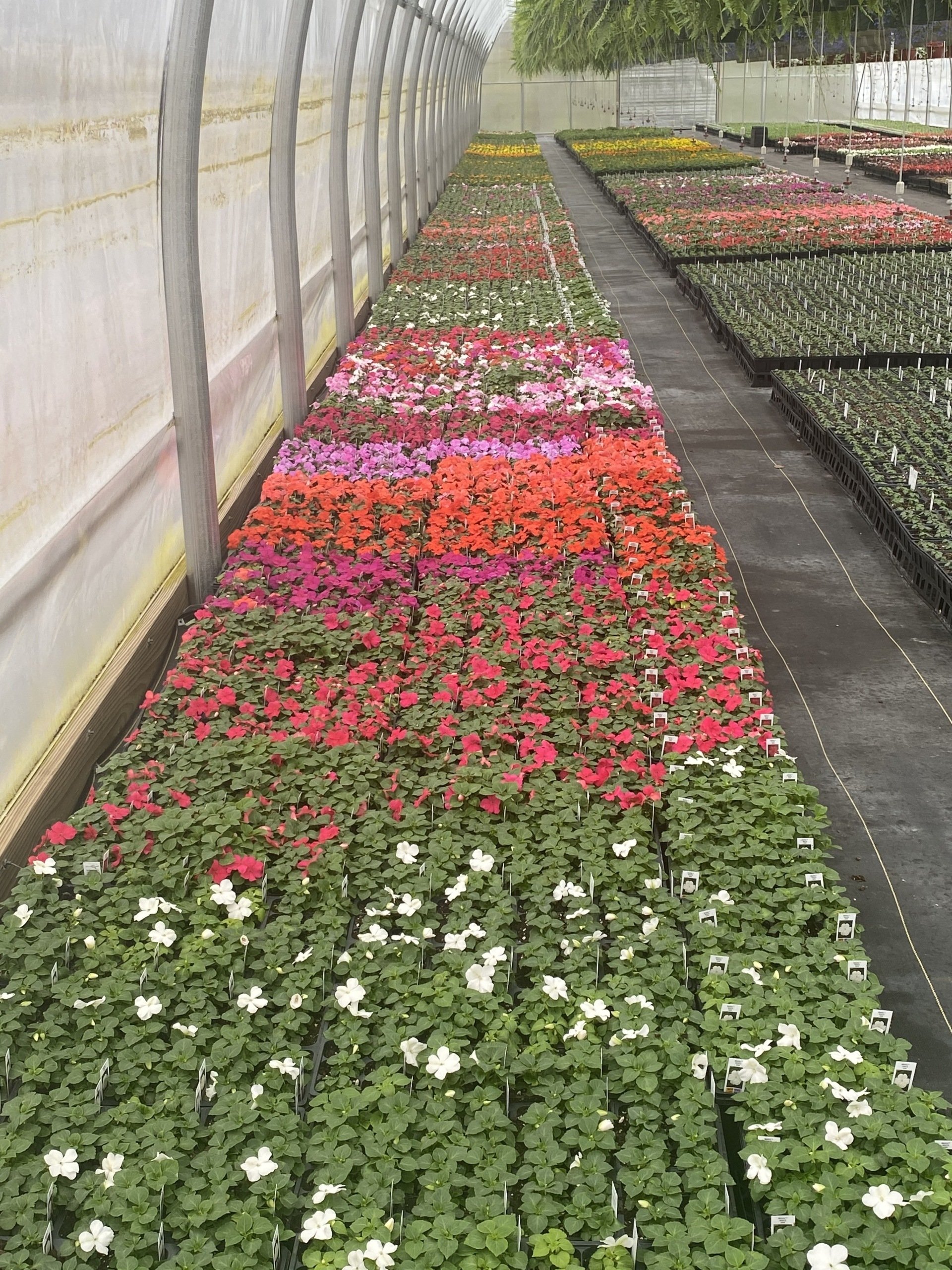 Bedding Plants CNY I Spring Plants Flowers CNY I Pontos Greenhouses