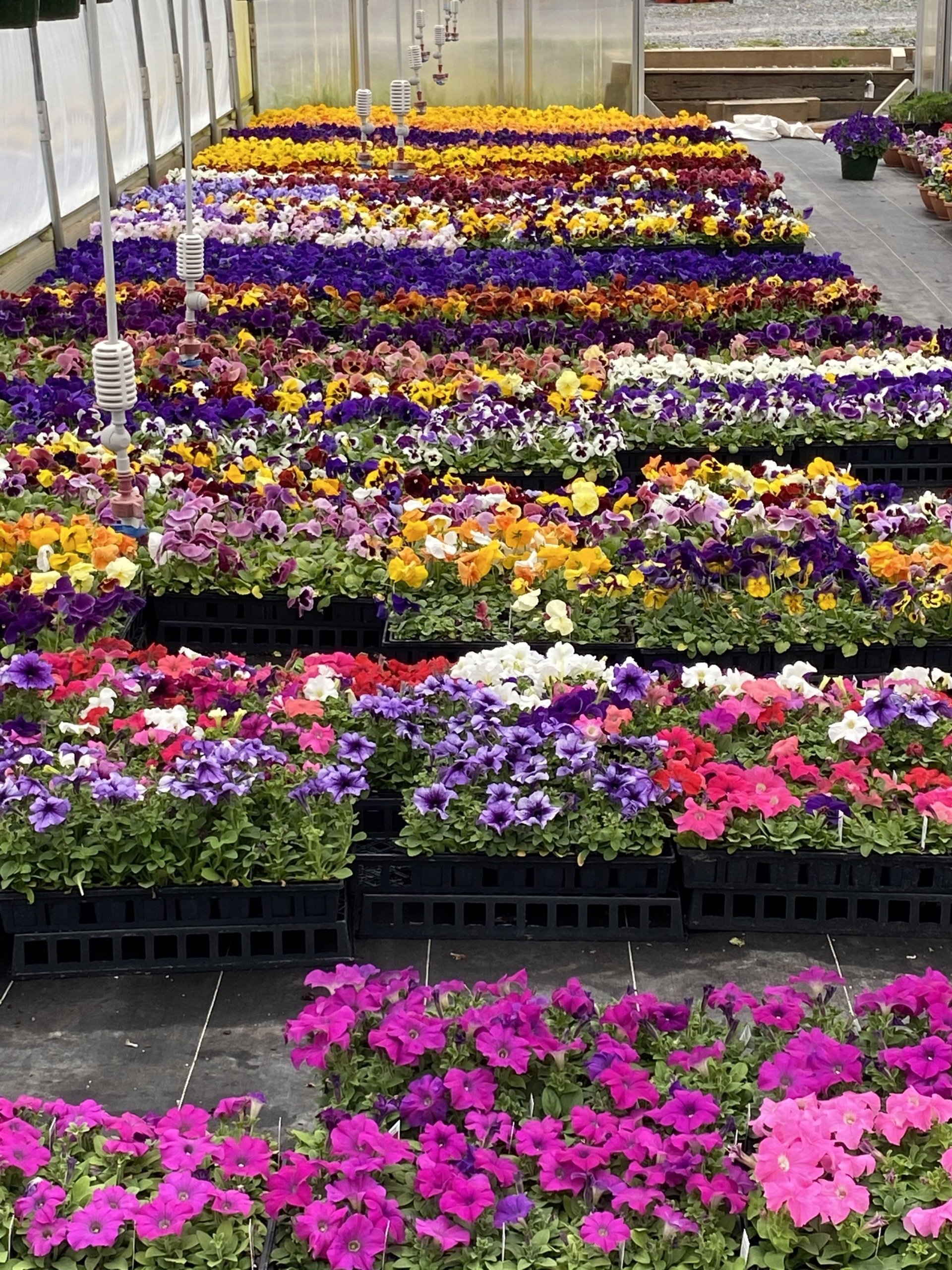 Bedding Plants CNY I Spring Plants Flowers CNY I Pontos Greenhouses