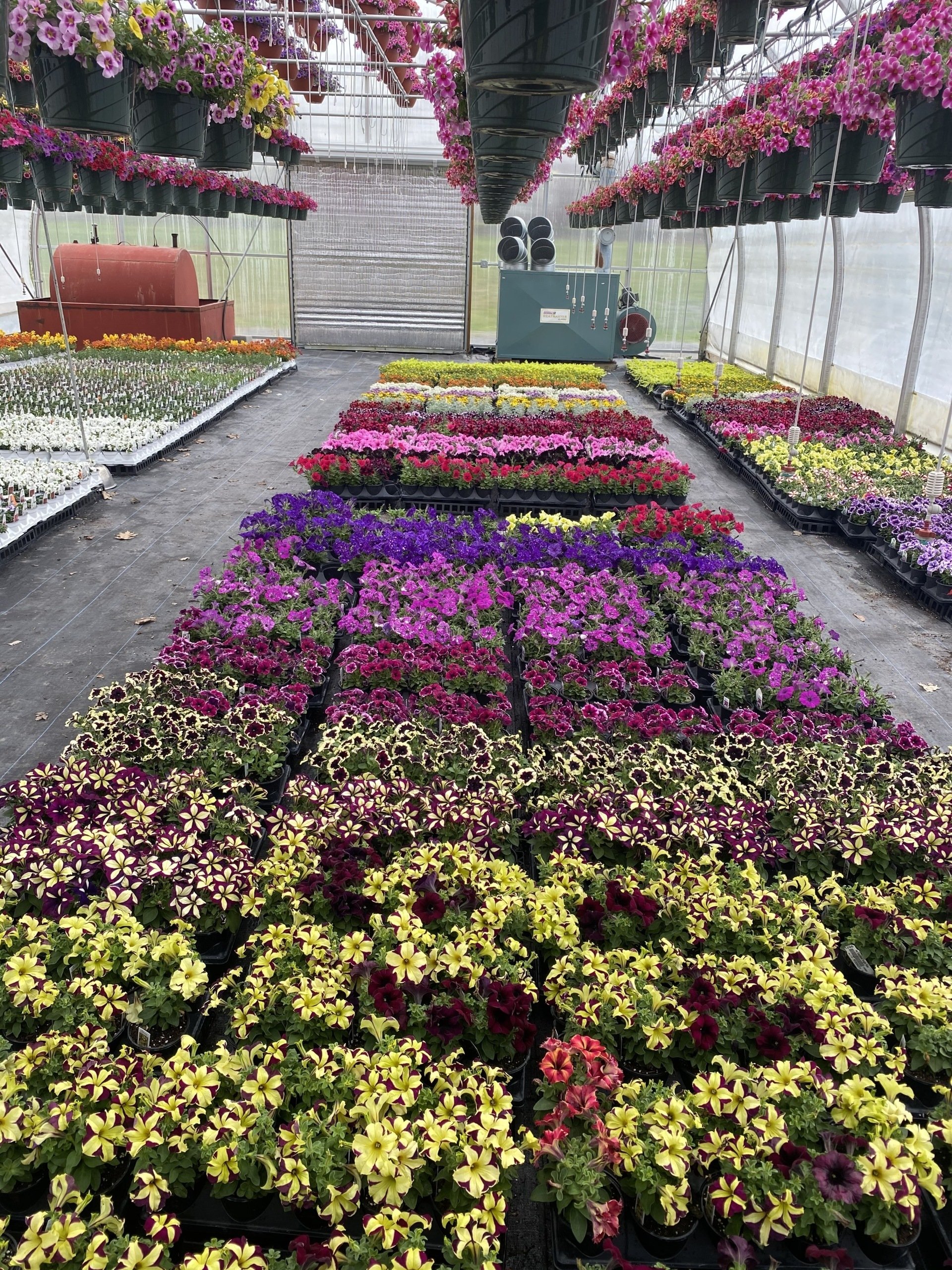 Accent Plants Flowering Annuals CNY I Spring Plants Flowers CNY I