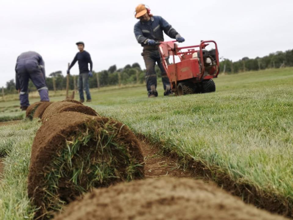Instalación de césped en Puerto Varas