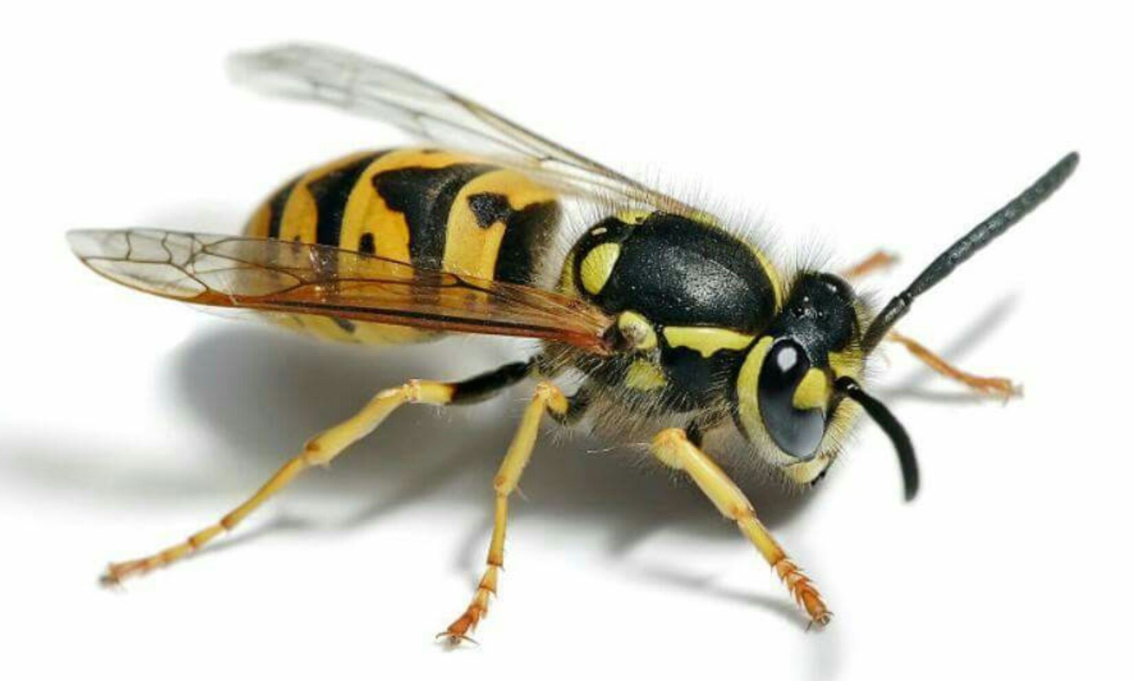 Andy Priestley Vermin Control Services, Sleaford, Lincolnshire