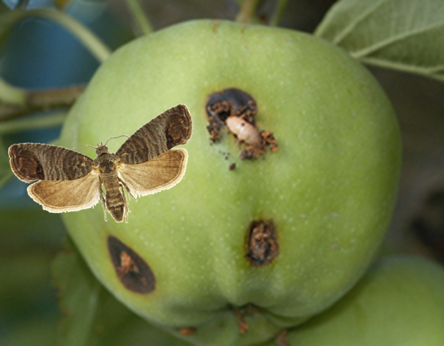 Codling Moth