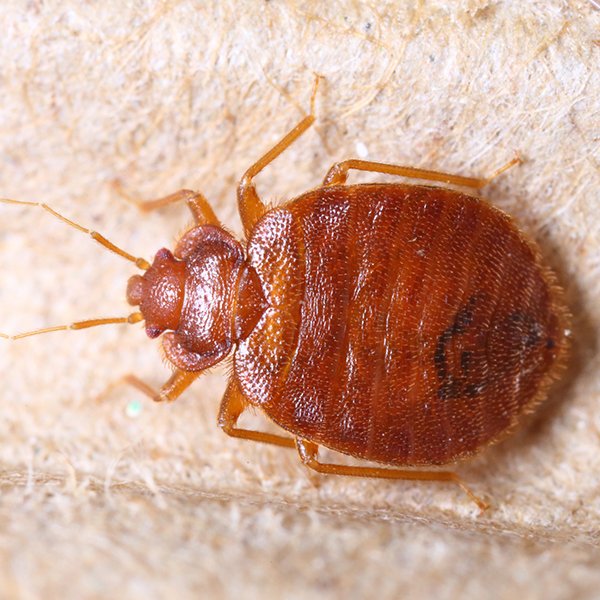 bed bugs removal
