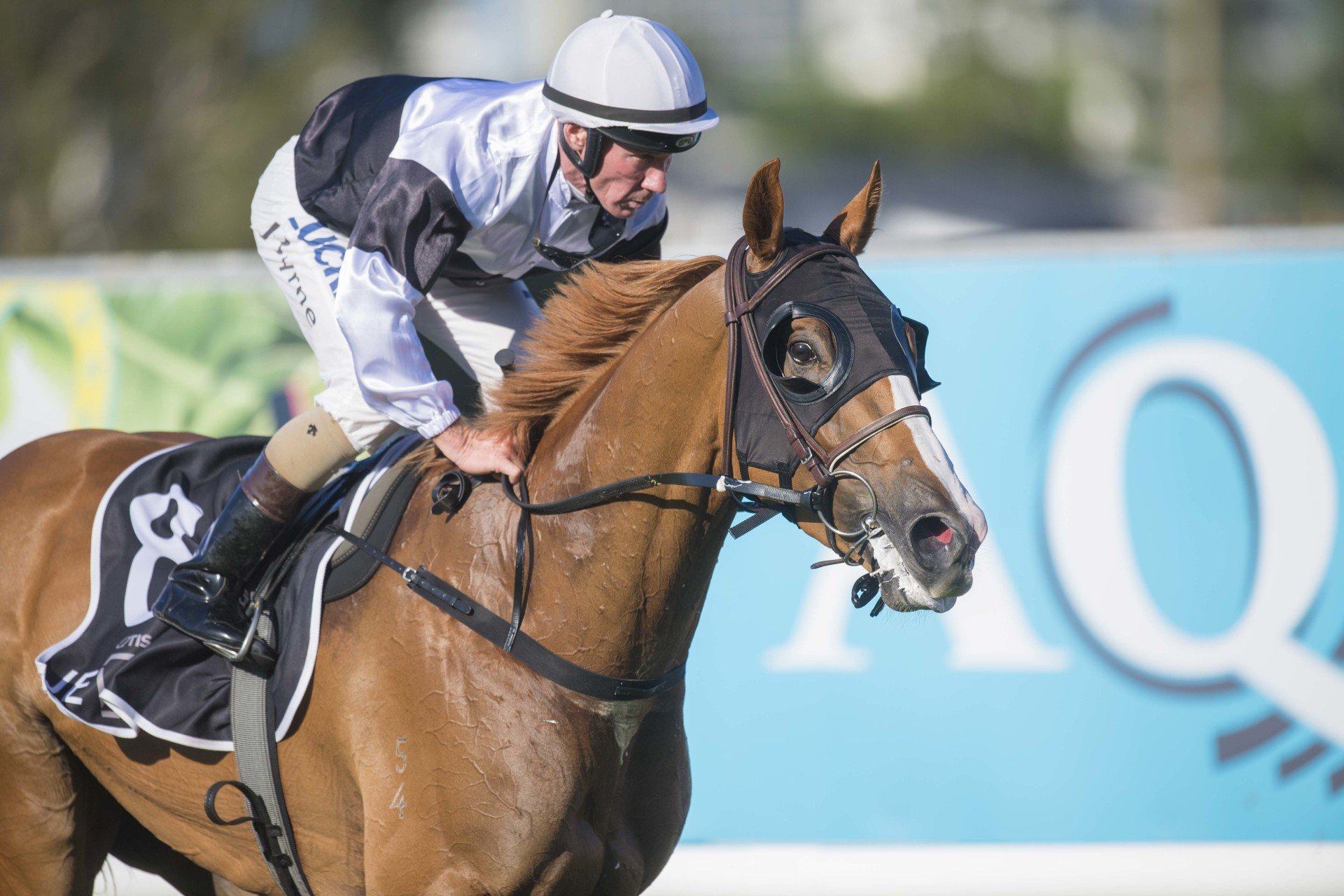 Why race in Qld Thoroughbred Breeders Queensland Association