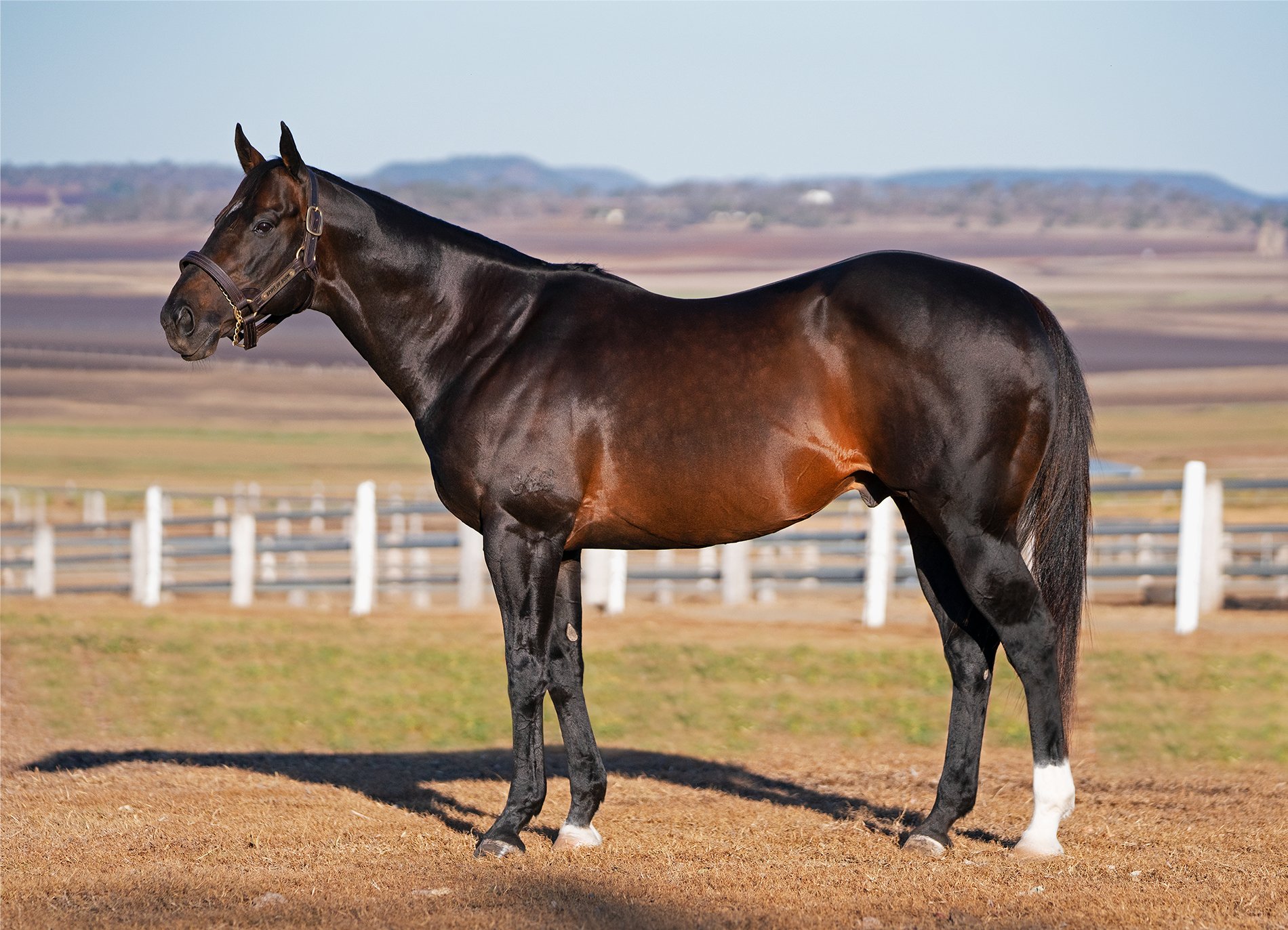 Annual Awards Thoroughbred Breeders Queensland Association