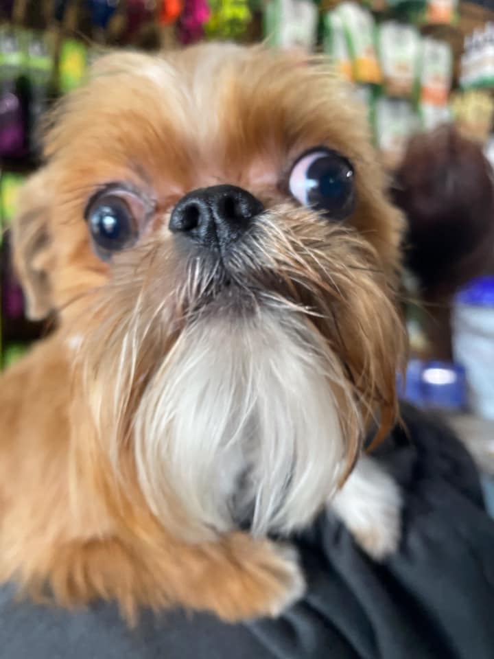 Doggy Daze AZ Dog Grooming Phoenix