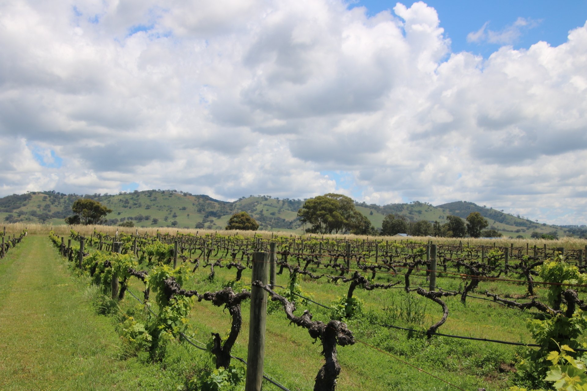 5 Things to Love About Mudgee