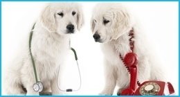 visite veterinarie specialistiche visite veterinarie specialistiche