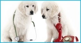 visite veterinarie specialistiche