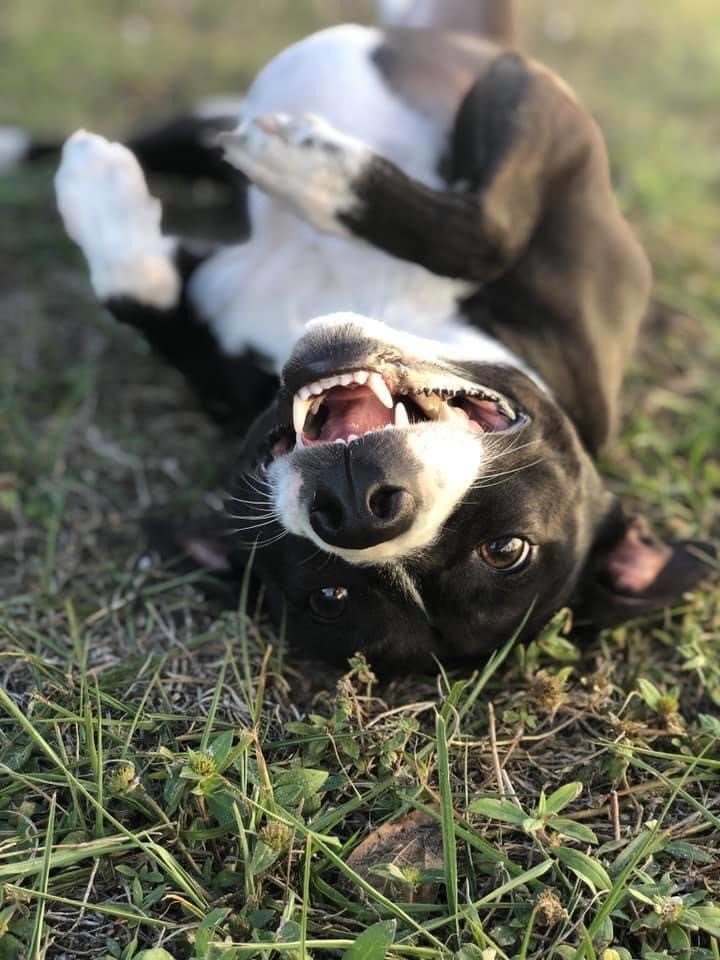 Boarding and Grooming Punta Gorda, FL Adorable Dogs