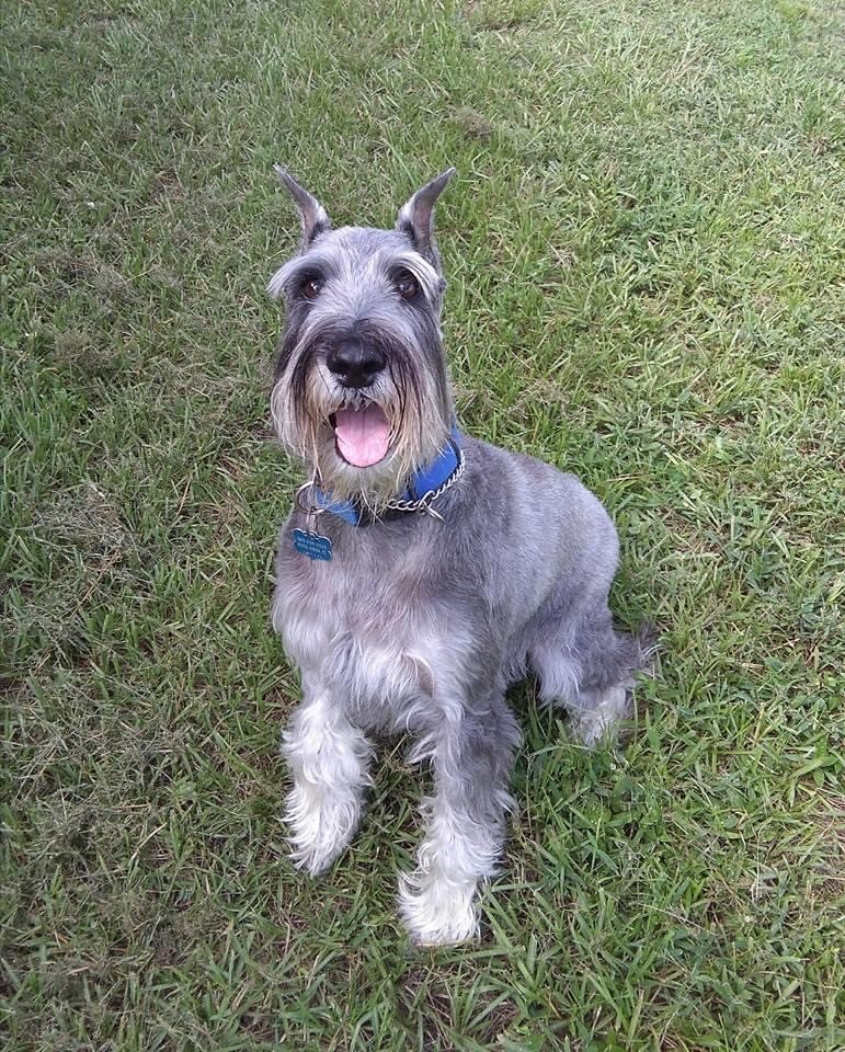 Boarding Punta Gorda, FL Adorable Dogs