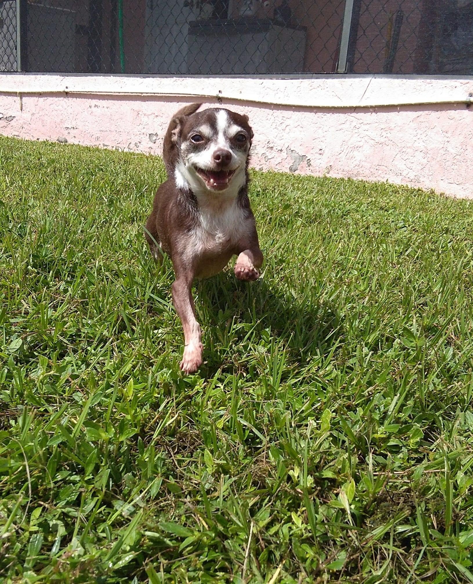 Boarding Punta Gorda, FL Adorable Dogs