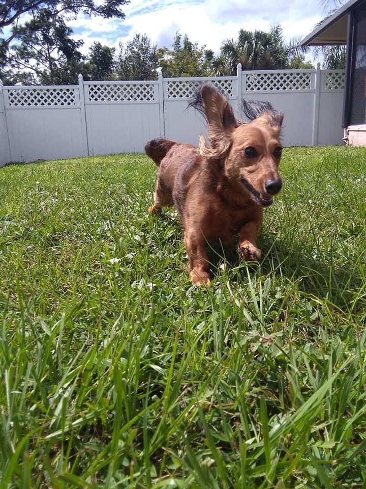 Boarding Punta Gorda, FL Adorable Dogs