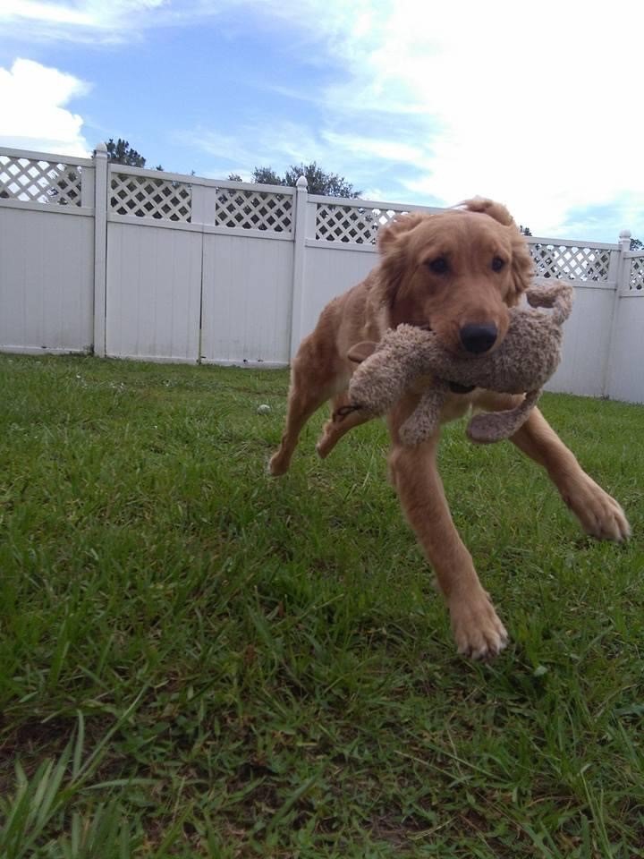 Boarding Punta Gorda, FL Adorable Dogs