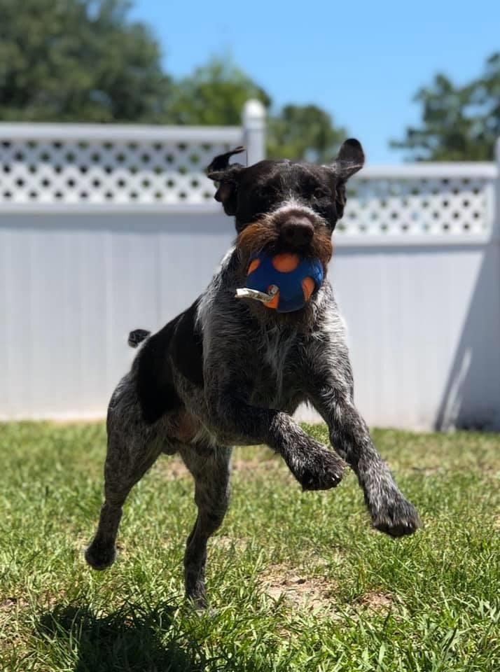 Boarding and Grooming Punta Gorda, FL Adorable Dogs