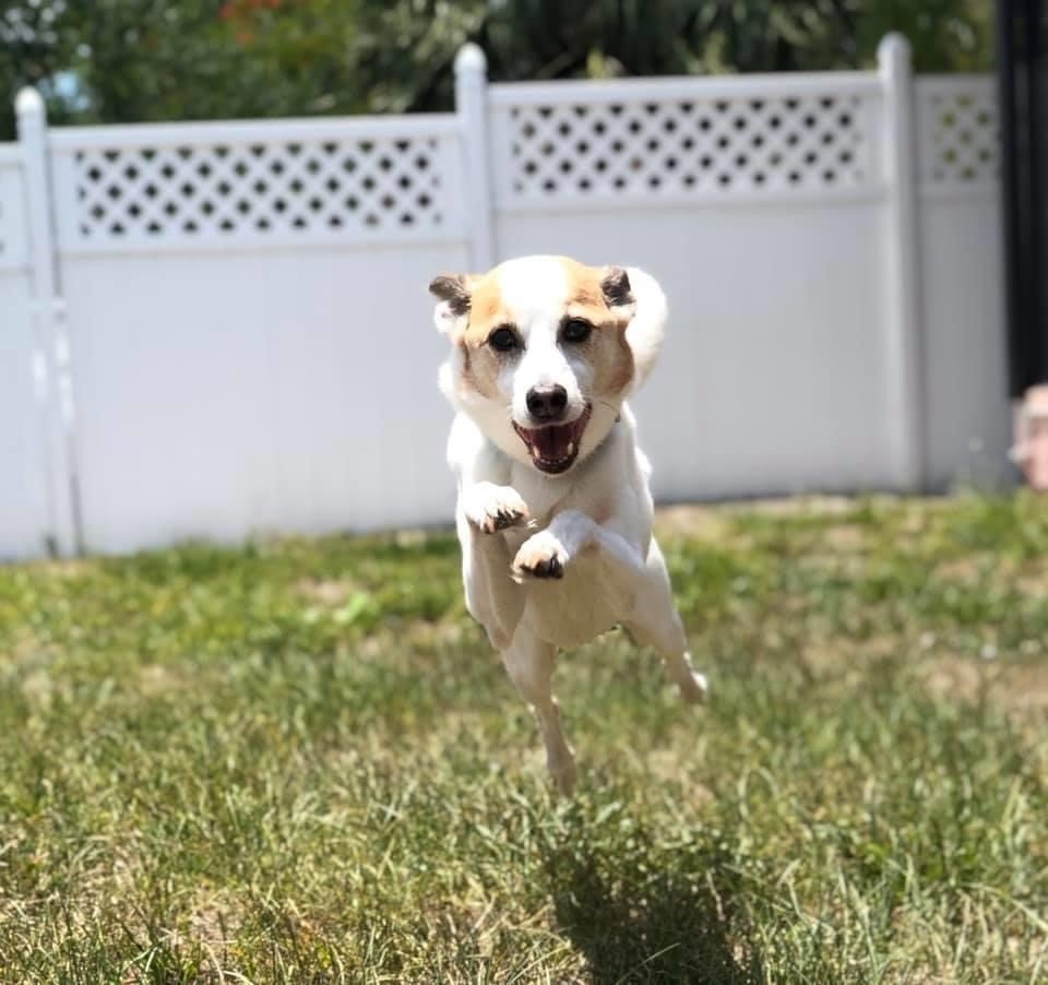 Boarding and Grooming Punta Gorda, FL Adorable Dogs