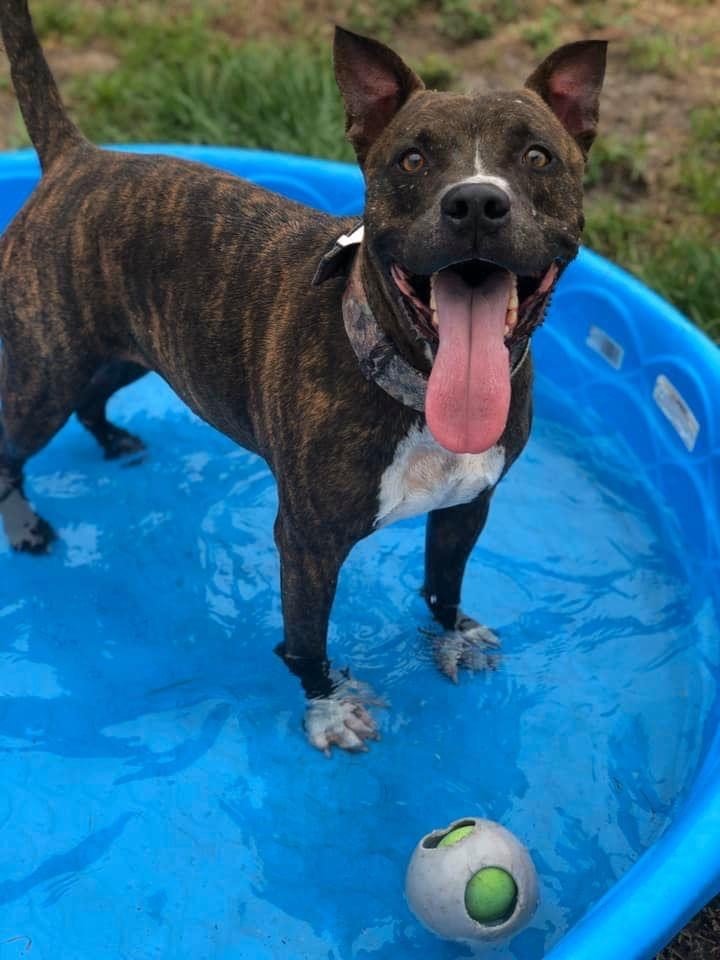 Boarding and Grooming Punta Gorda, FL Adorable Dogs