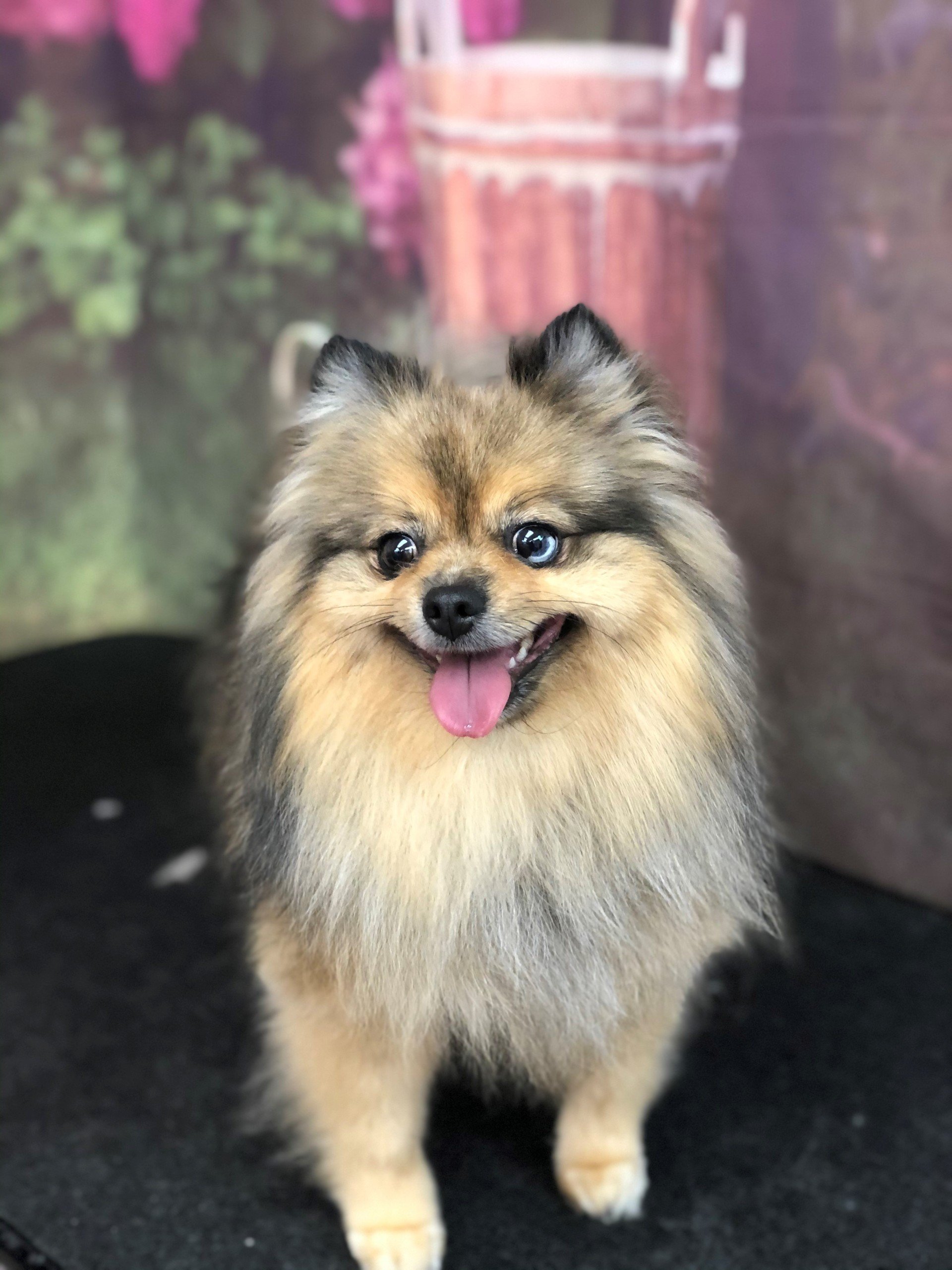 Boarding and Grooming Punta Gorda, FL Adorable Dogs