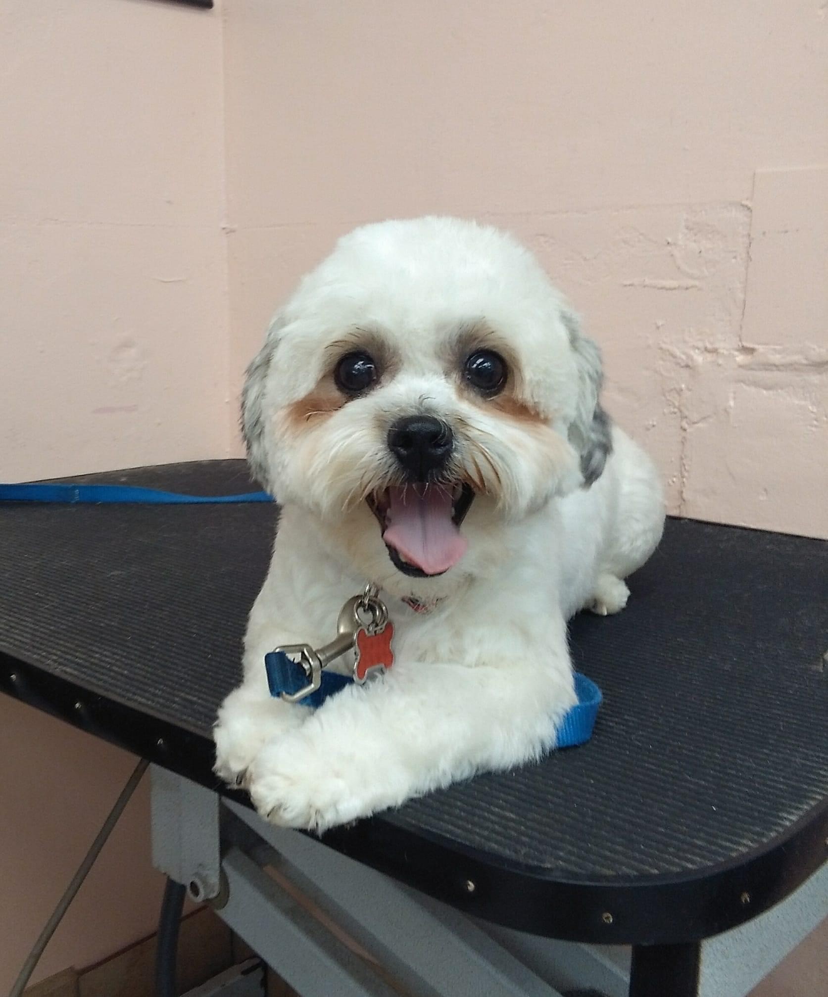 Grooming Punta Gorda, FL Adorable Dogs