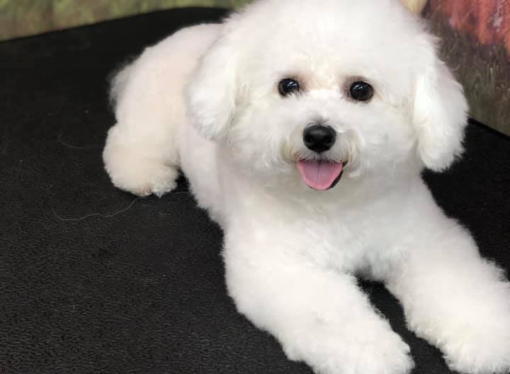 Pricing Punta Gorda, FL Adorable Dogs