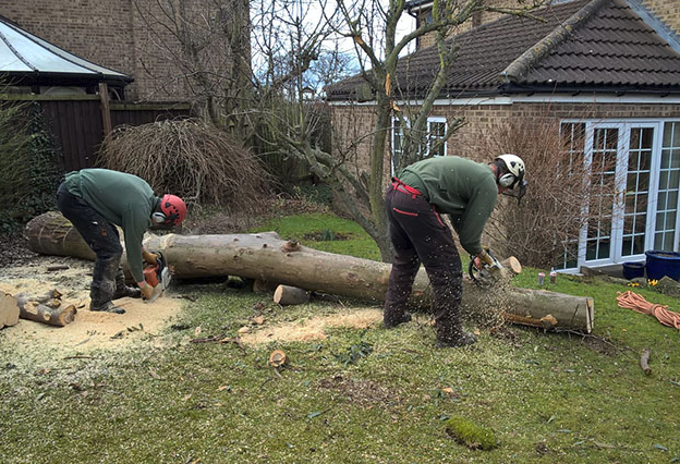 Tree surgeon | Stephen Johnson Tree Services | Teesside