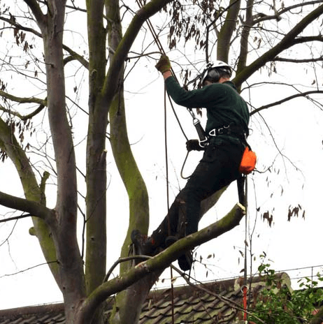 Tree surgeon | Stephen Johnson Tree Services | Teesside