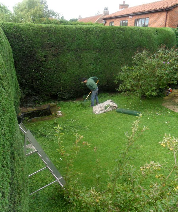 Tree surgeon | Stephen Johnson Tree Services | Teesside