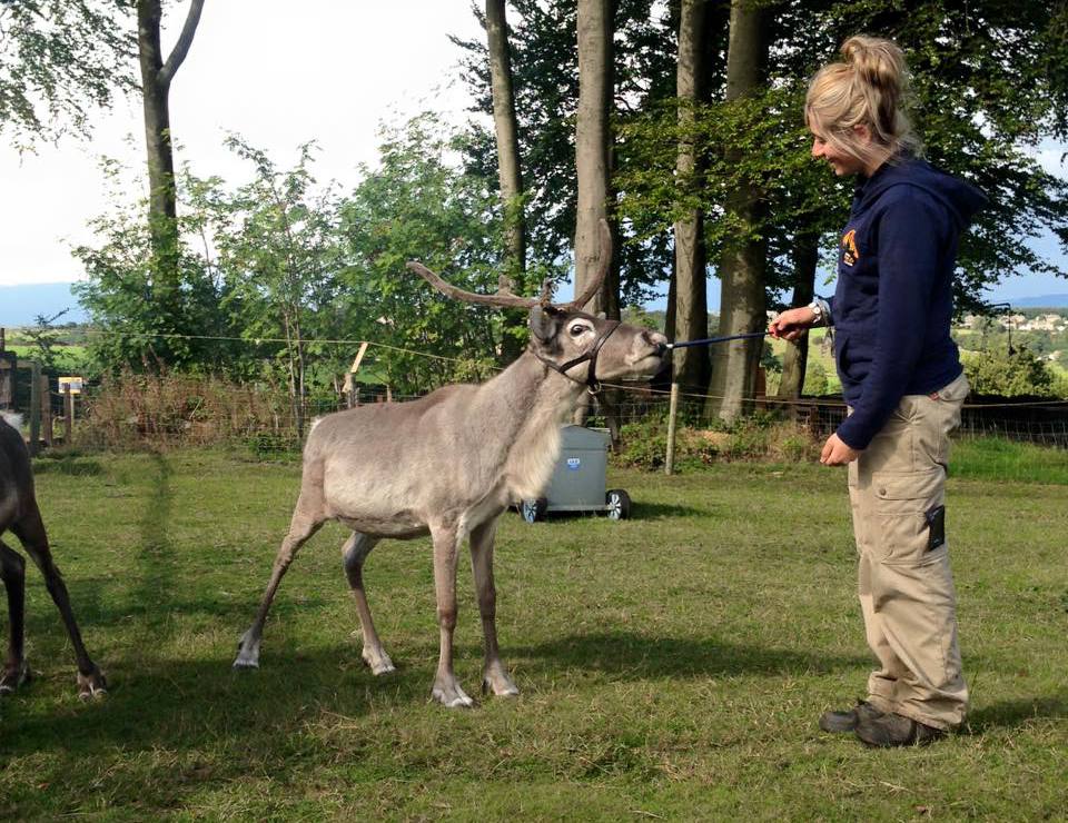 Mayfield Alpacas Animal Park Animal Park Sheffield