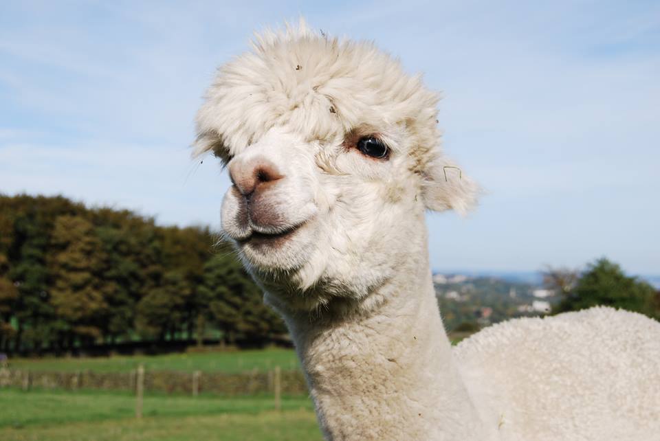 Animal Adoption Sheffield Mayfield Alpacas Animal Park