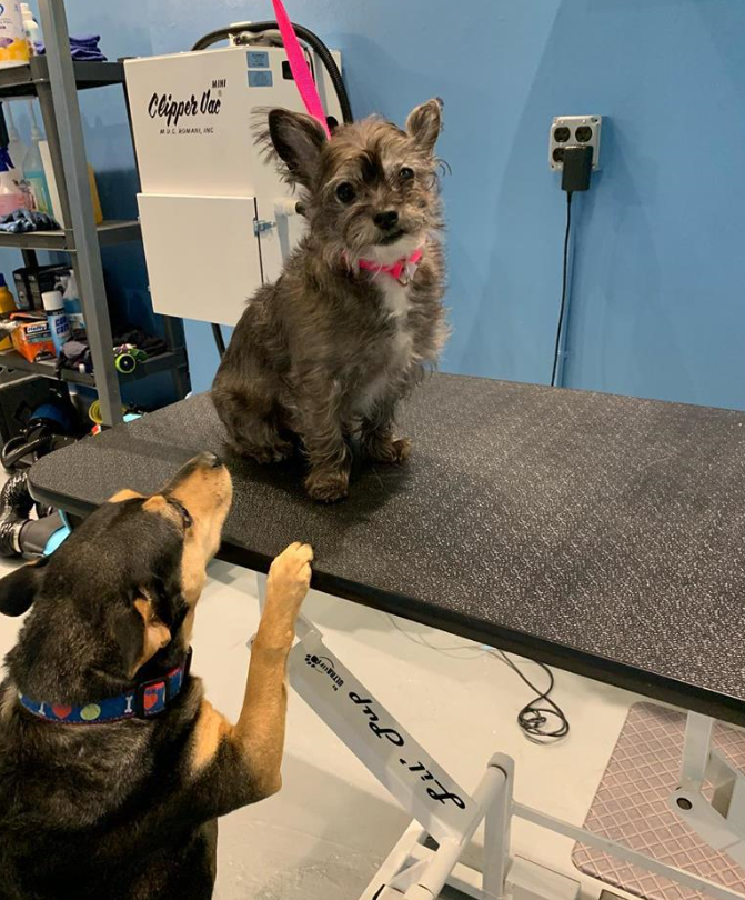Dog & Cat Grooming Chicago, IL Ravenswoof Pet Grooming