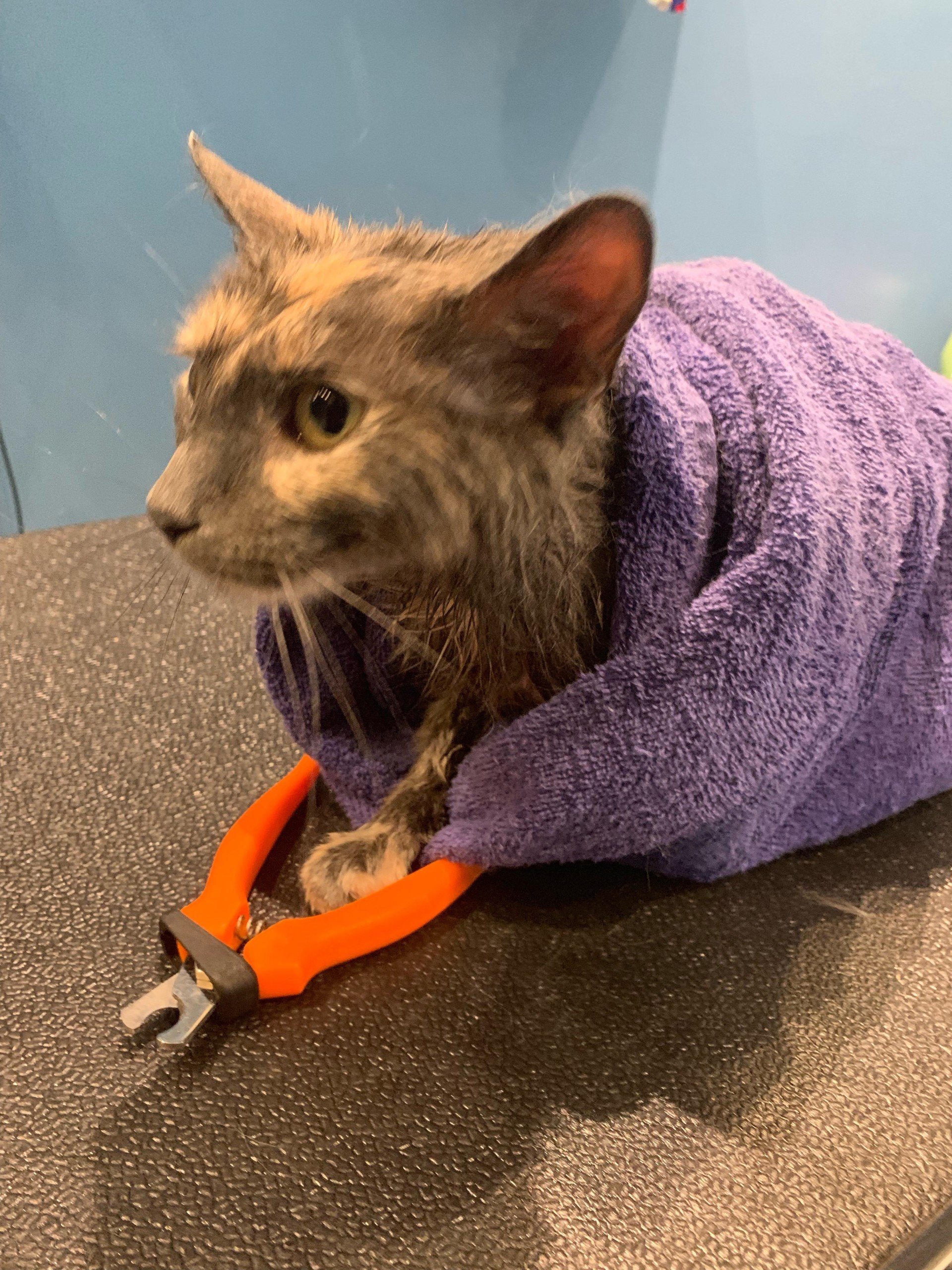 Dog & Cat Grooming Chicago, IL Ravenswoof Pet Grooming