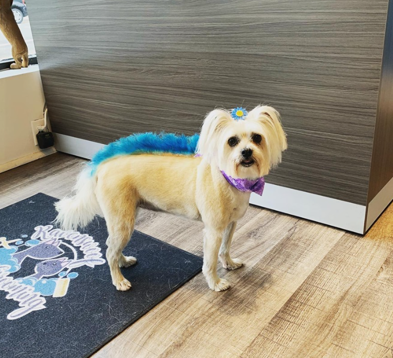 Dog & Cat Grooming Chicago, IL Ravenswoof Pet Grooming