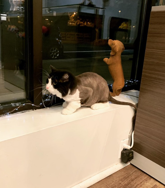 Dog & Cat Grooming Chicago, IL Ravenswoof Pet Grooming