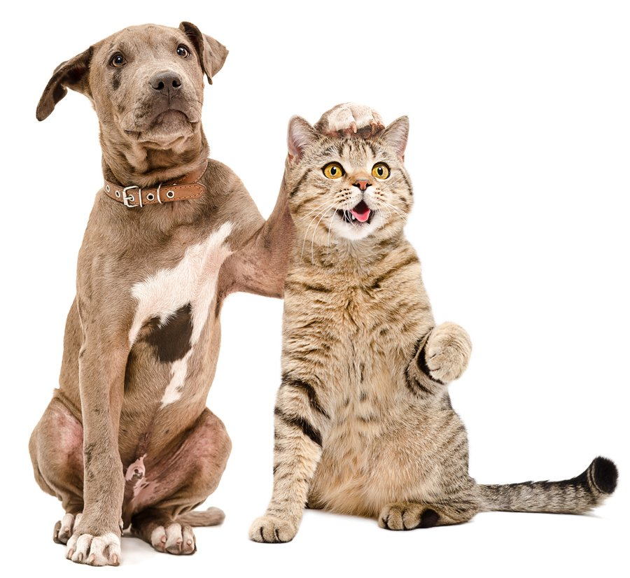 Dog & Cat Grooming Chicago, IL Ravenswoof Pet Grooming