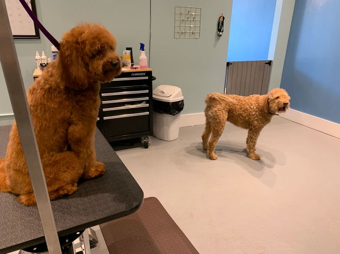 Pet Grooming Gallery Chicago, IL Ravenswoof Pet Grooming