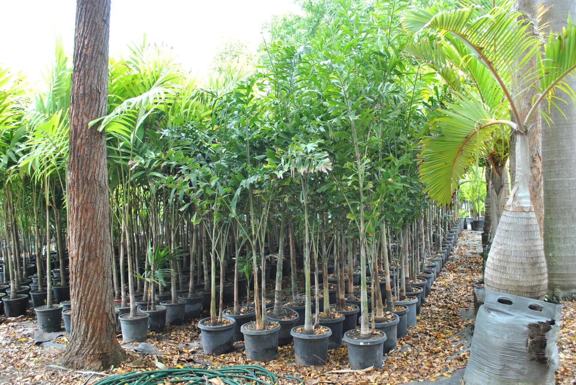 Nursery in Townsville Bluewater Palms