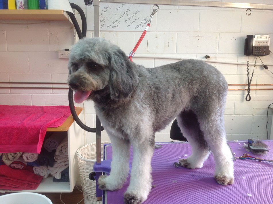 Cairns Dog Grooming Salon Photo Gallery