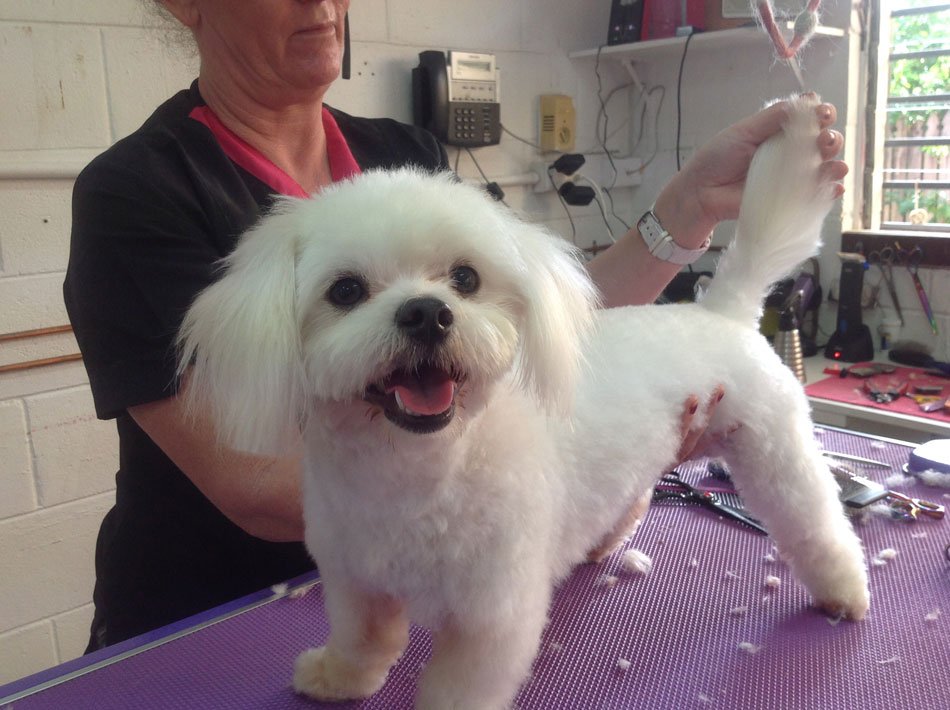 Cairns Dog Grooming Salon Photo Gallery