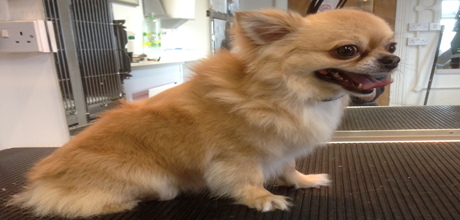 Dog Grooming in Plymouth Devon The Grooming Centre Dog Grooming in Plymouth Devon The Grooming Centre