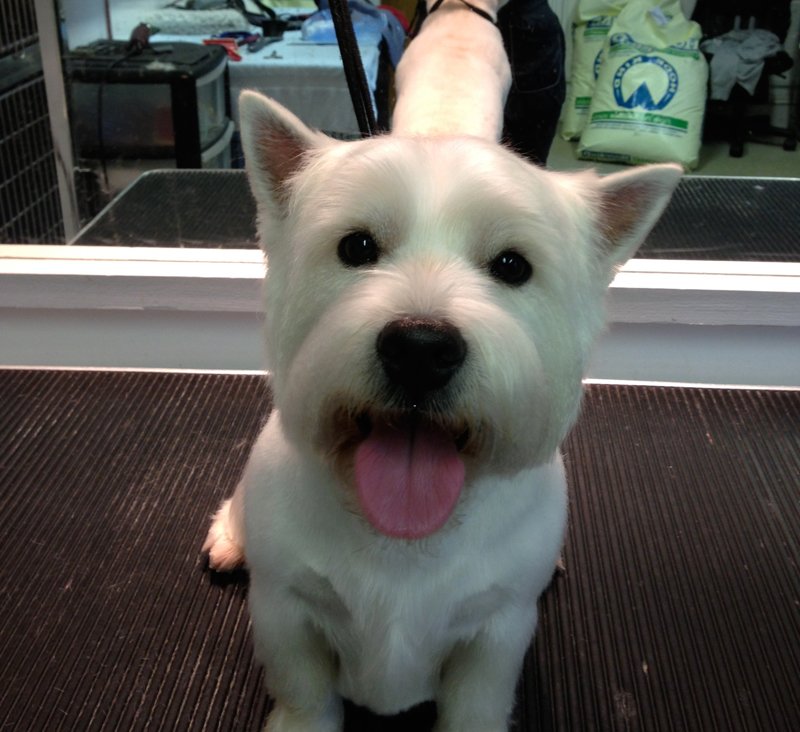 Dog Grooming in Plymouth The Grooming Centre