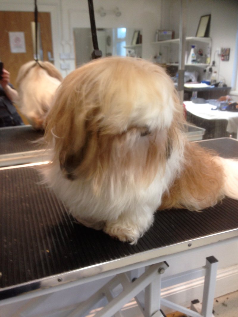 Dog Grooming in Plymouth The Grooming Centre