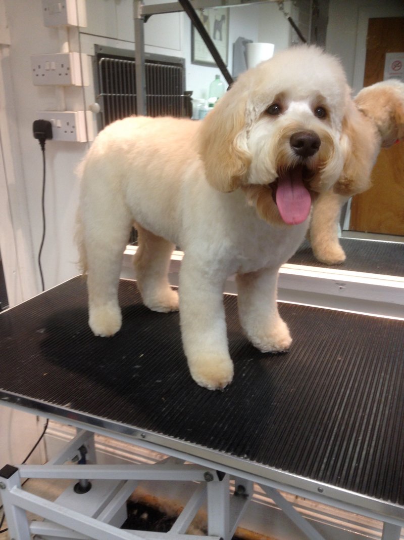 Dog Grooming in Plymouth The Grooming Centre