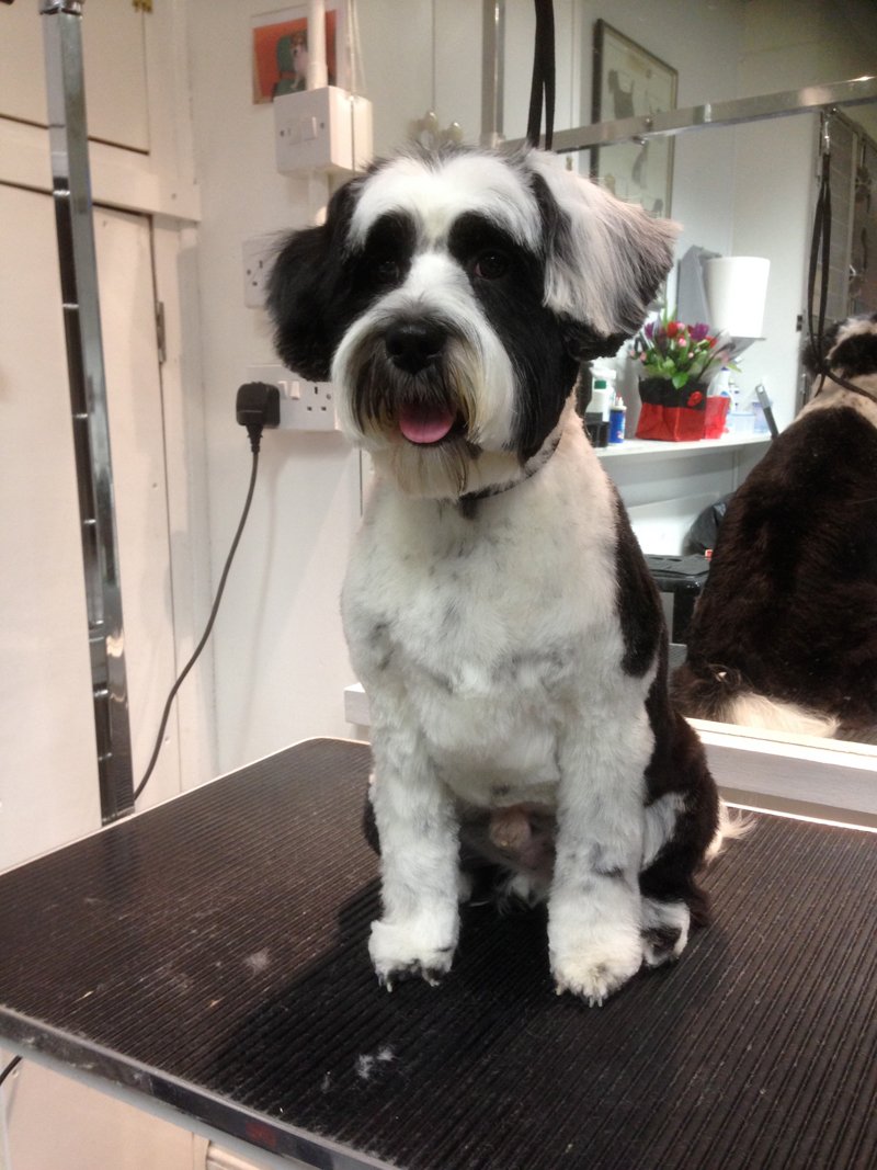 Dog Grooming in Plymouth The Grooming Centre