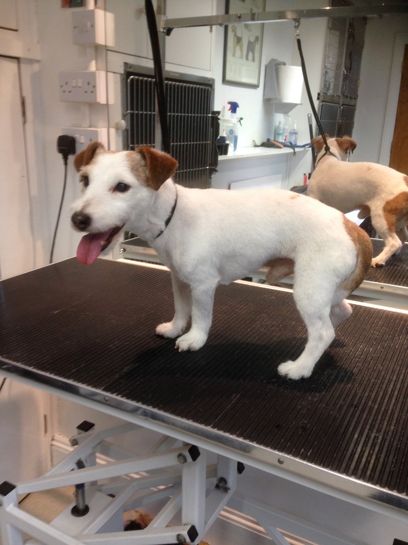 Dog Grooming in Plymouth The Grooming Centre