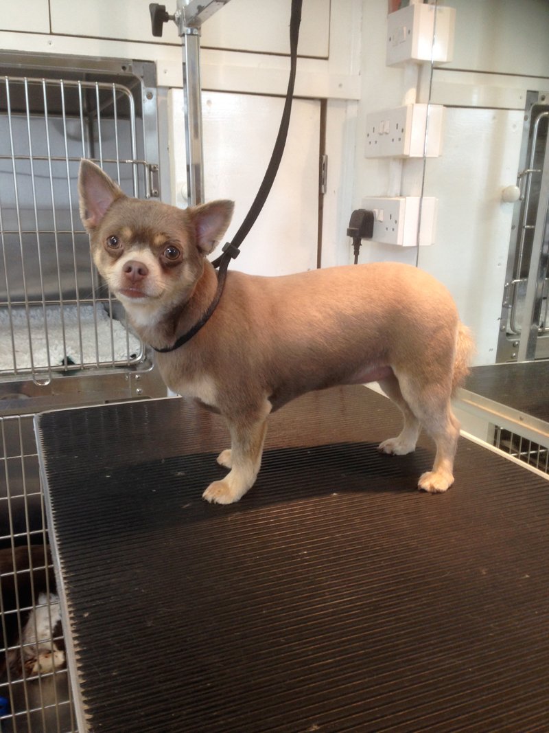 Dog Grooming in Plymouth The Grooming Centre