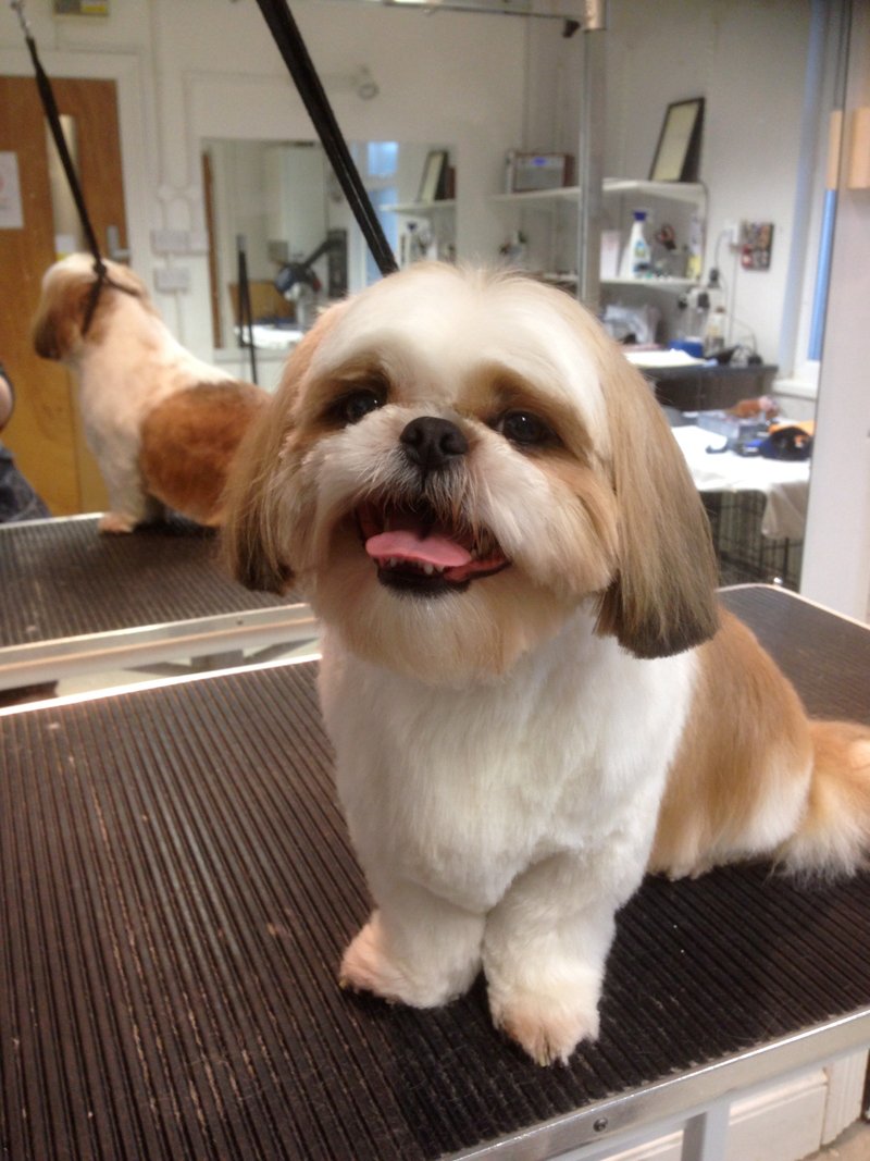 Dog Grooming in Plymouth The Grooming Centre