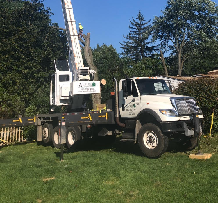 Alpine Tree Service Trusted Tree Service Experts Of Oakland County