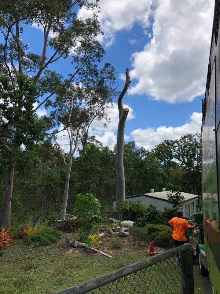 Tree Removals in Rockhampton Cap Coast Tree Services