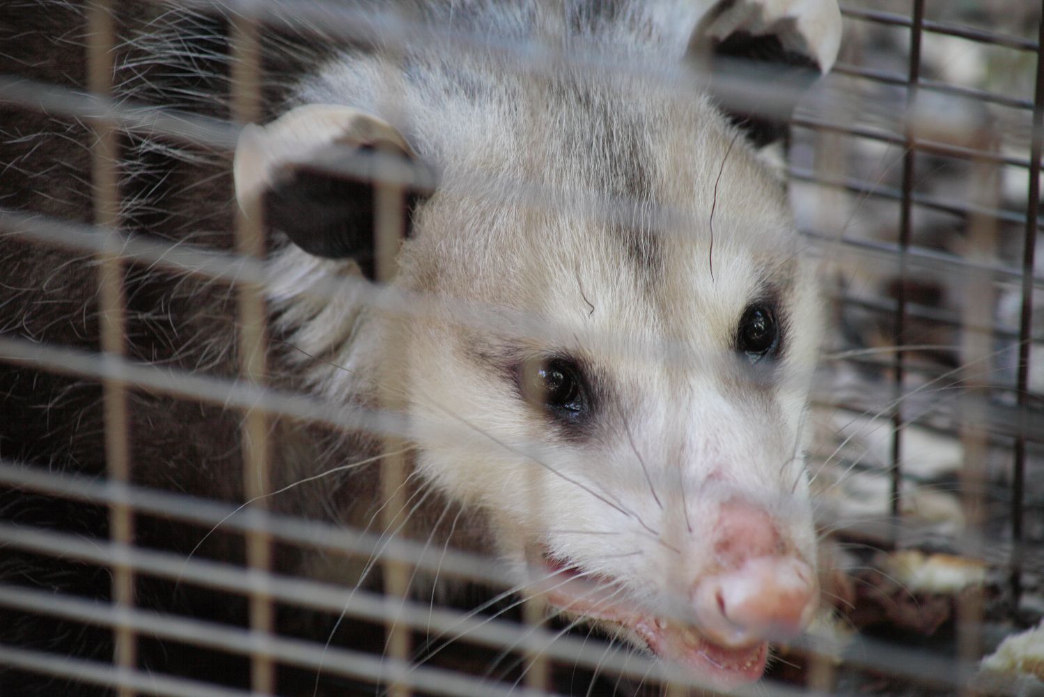 possums in a cage in Auckland