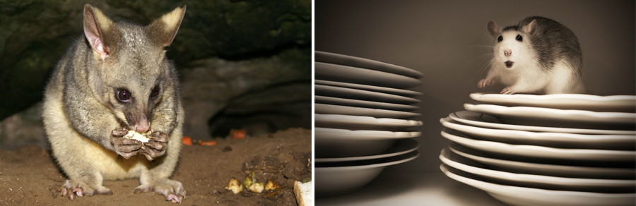 pest control targets in Auckland